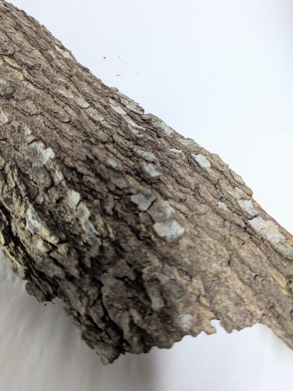 Natural Bark Hideaway for Reptile Enclosures — Brown